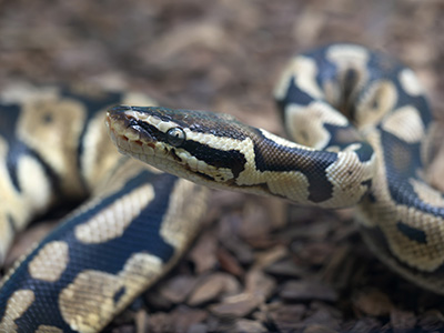 シン「やばい生き物」博士